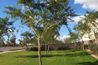 Arbor Management